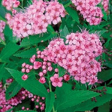 Load image into Gallery viewer, spirea japonica ‘little princess’ LITTLE PRINCESS SPIREA