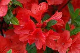azalea x ‘encore’ AUTUMN SUNSET