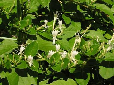 lonicera japonica 'halliana' HALL’S HONEYSUCKLE