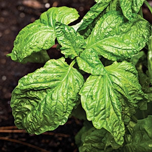 Basil Sweet Mammoth (4") (Shipped)