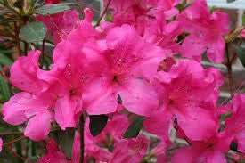 azalea x ‘encore’ AUTUMN SANGRIA