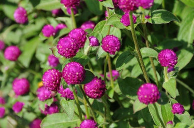 Gomphrena Gnome Purple (4.5