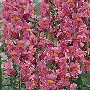 Snapdragon Rocket Pink (6-06 Pack)