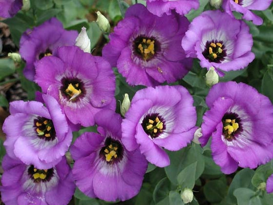 Lisianthus Florida Blue (4.5" Pot)