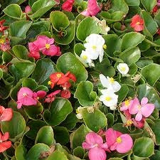 Begonia Ambassador Mix (Green Leaf) (6-06 Pack)