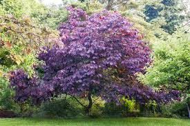 cersis canadensis 'Forest Pansy' FOREST PANSY REDBUD