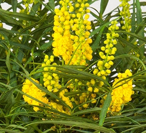 mahonia eurybracteata 'Soft Caress' SOFT CARESS MAHONIA