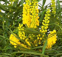 Load image into Gallery viewer, mahonia eurybracteata 'Soft Caress' SOFT CARESS MAHONIA