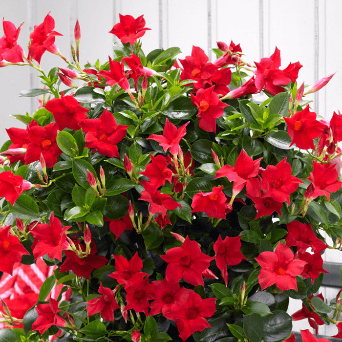 Dipladenia Trellis Pretty Red (1 Gal.)