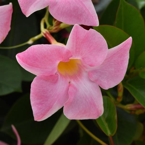 Dipladendia Bush Pink (1 Gal.)