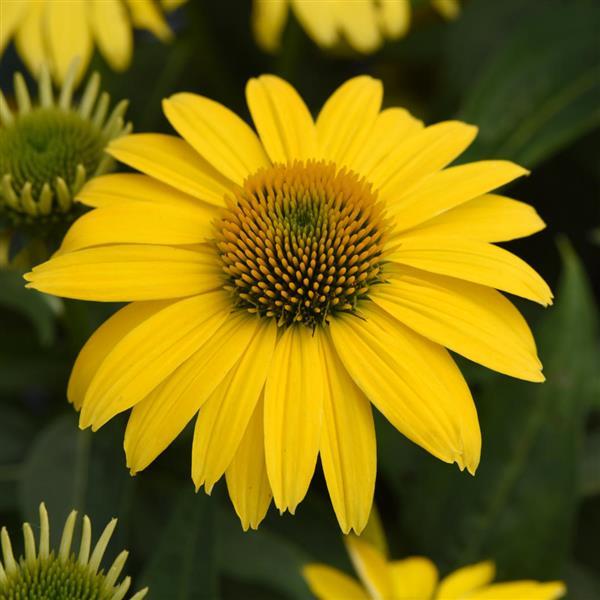 Cone Flower Echinacea Sombrero Lemon Yellow