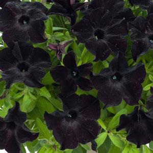 Petunia Ray Black (4.5" Pot)