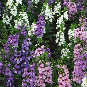 Angelonia Serena Mix (4.5" Pot)