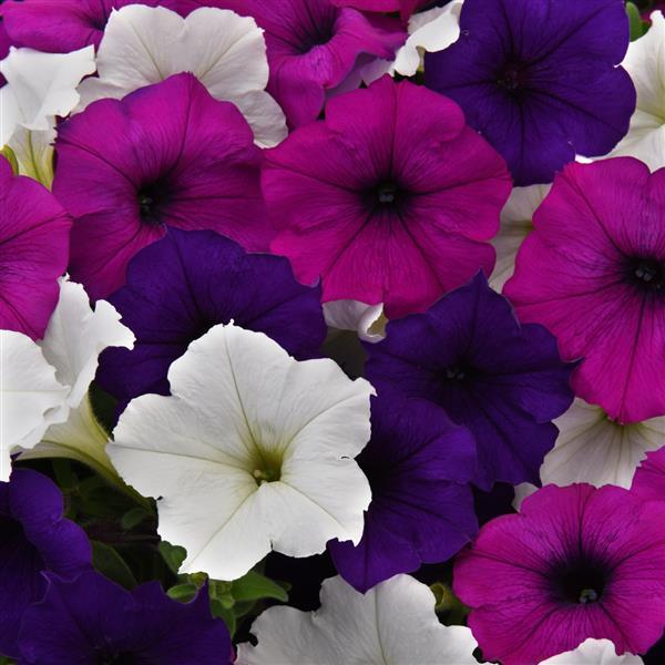 Petunia Easy Wave Great Lakes Mix (Shipped)