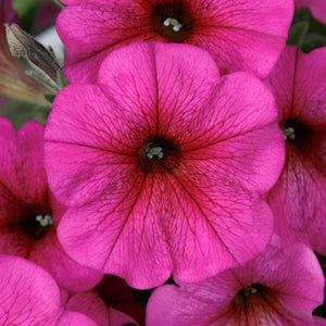 Petunia Petchoa SuperCal Purple Dawn