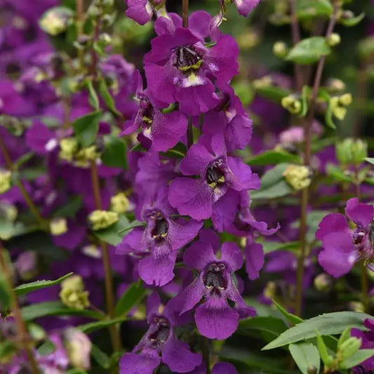 Angelonia Serena Purple (4.5" Pot) (SHIPPED)