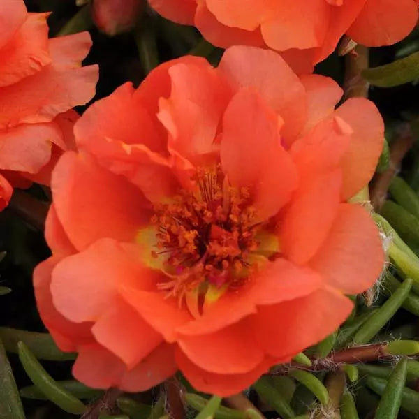 Portulaca Stopwatch Orange (6-06 Pack) (Shipped)