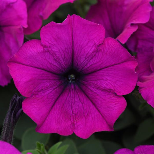 Petunia Easy Wave Violet (Shipped)