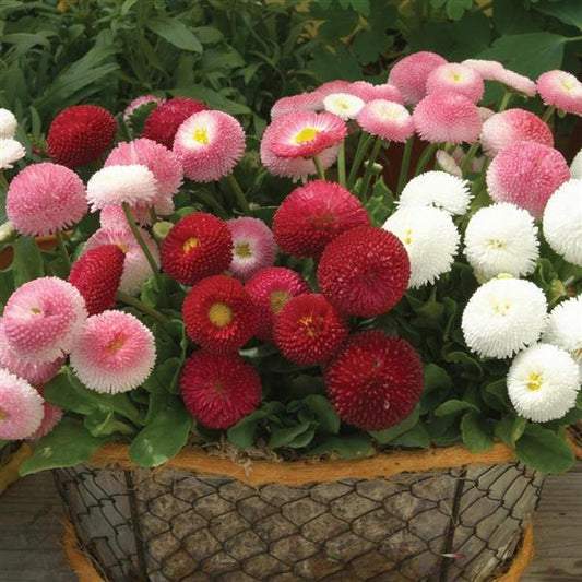 Bellis Bellissima Mix