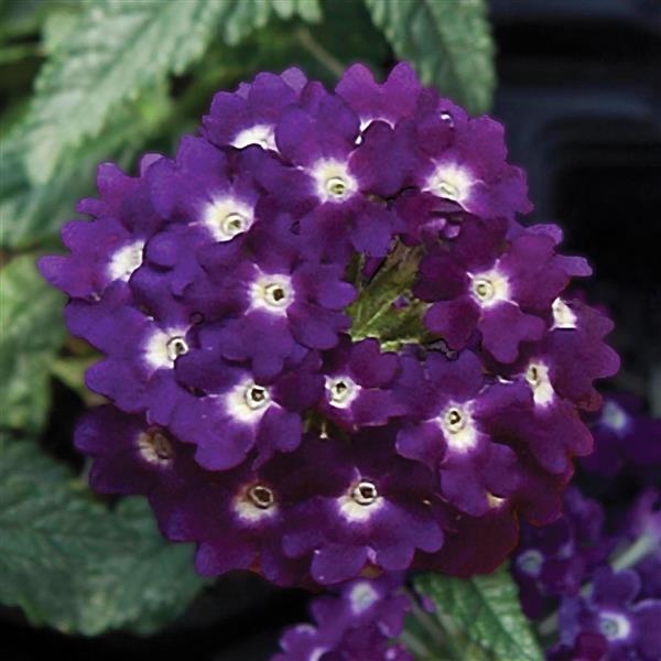 Verbena Lascar Dark Violet (4.5 Pot)