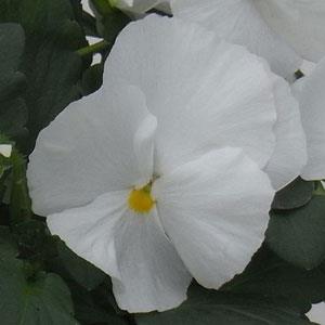 Pansy Majestic Giants II Clear White