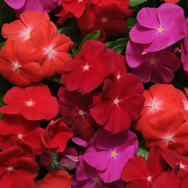 Vinca Pacifica Bold Mix (6-06 Pack)