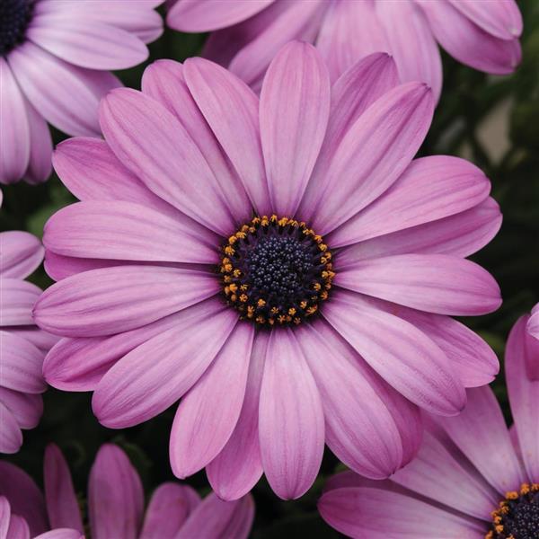 Osteospermum Akila Lavender Shades (4.5" Pot)