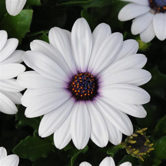 Osteospermum Akila White (4.5" Pot)
