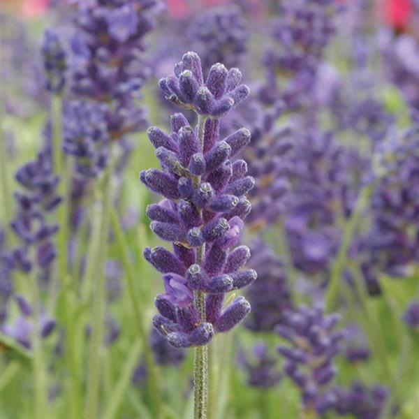 Lavander Avignon Early Blue