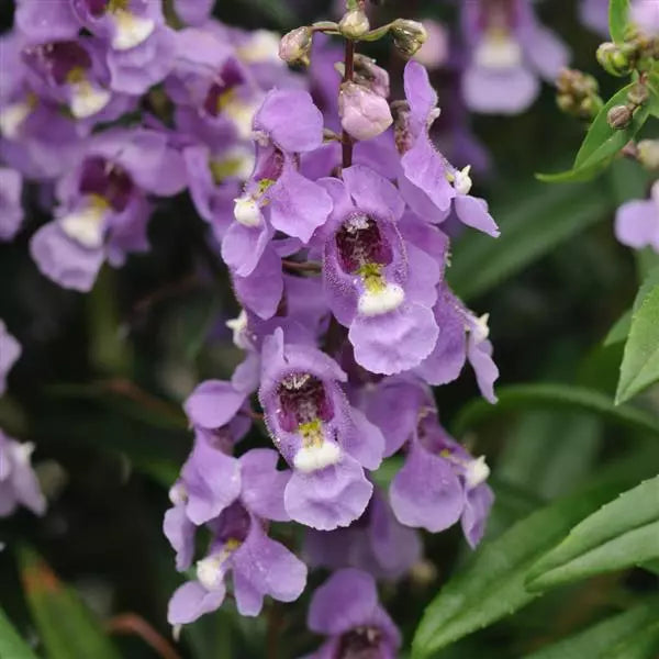 Angelonia Serenita Blue Sky (4.5" Pot)