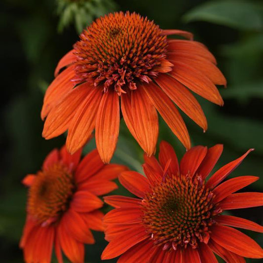 Cone Flower Echinacea Sombrero Fiesta Orange