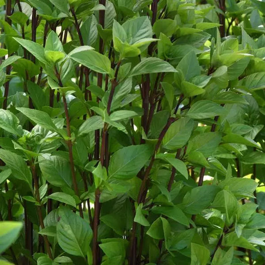 Basil Everleaf Thai Towers (4") (Shipped)