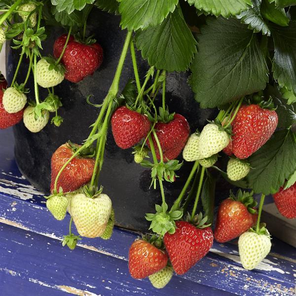 Strawberry Berri Basket Appleblossom (3.5