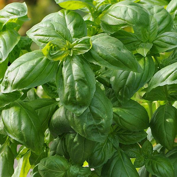 Basil Dolce Fresca (4") (Shipped)