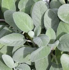 Sage Garden (4") (Shipped)