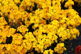 Erysimum Sugar Rush Yellow (4.5" Pot)
