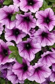 Supertunia Bordeaux 4.3" (PW) (SHIPPED)