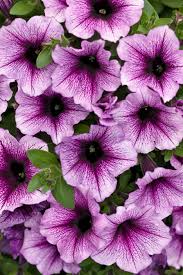 Supertunia Bordeaux (PW)