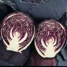 Cabbage Ruby Ball (12-04 Pack)