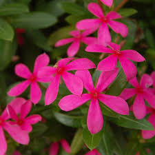 Catharanthus Soiree Kawaii Hot Pink (4.5" Pot)