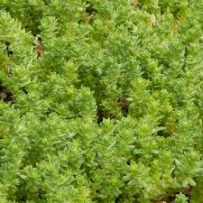 Sedum Acre Aureum (2.5")