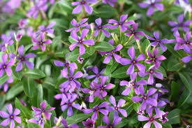 Catharanthus Soiree Kawaii Blueberry Kiss (4.5" Pot)