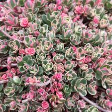 Sedum Tricolor (2.5")