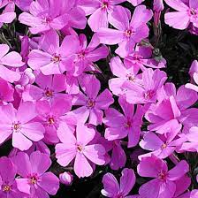 Phlox Pink Emerald
