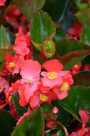 Begonia Surefire Red (PW)