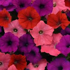 Petunia Easy Wave South Beach Mix (Shipped)