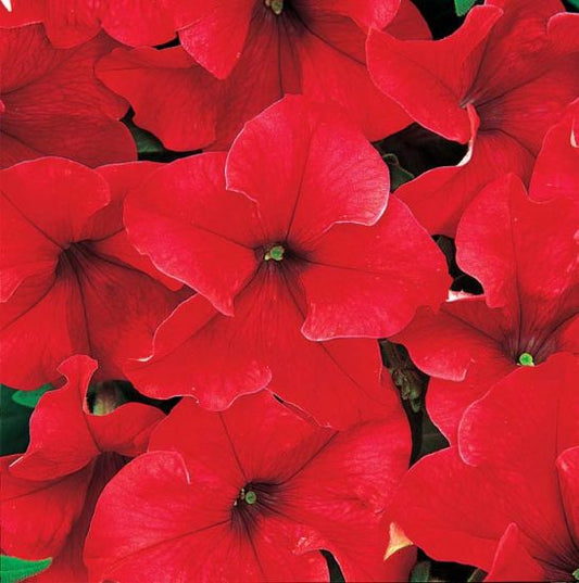 Petunia Dreams Red (6-06 Pack)