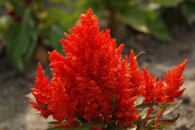 Celosia Glorious Red (6-06 Pack) (Shipped)