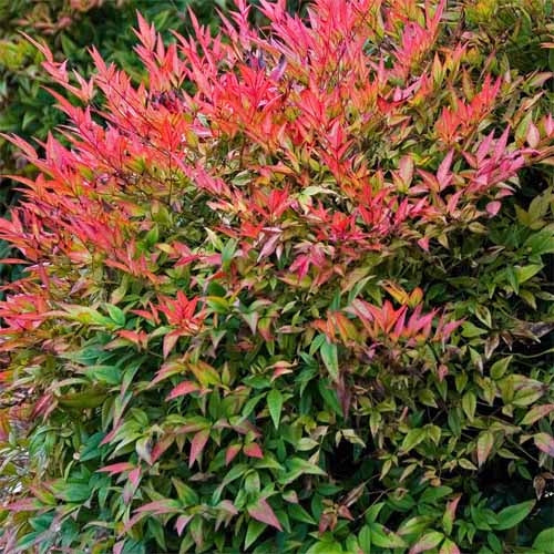 nandina domestica 'gulf stream' GULF STREAM HEAVENLY BAMBOO