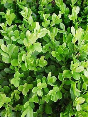 Winter Gem Boxwood (3 Gallon) - Compact Rounded Evergreen